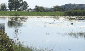 Laghi