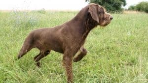 pudel pointer