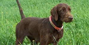 Pudel Pointer