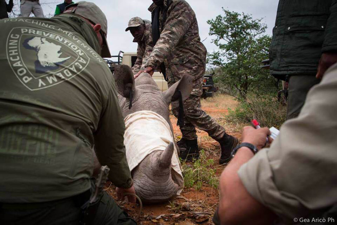 microchip ronoceronte africano Botswana