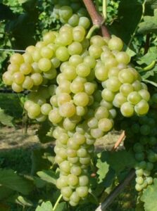 uve verdicchio uve verdicchio