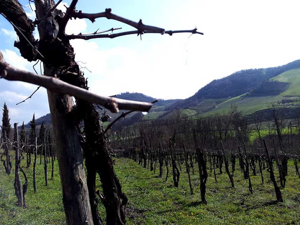 Tenuta Percivalle a Borgo Priolo Tenuta Percivalle a Borgo Priolo