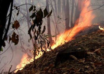 Dl incendi boschivi: bocciato emendamento in Commissione Ambiente al Senato