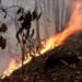 Dl incendi boschivi: bocciato emendamento in Commissione Ambiente al Senato