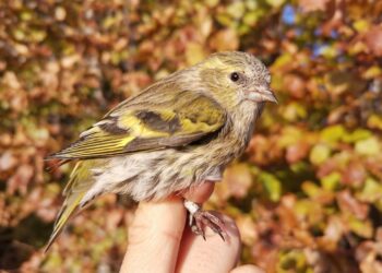 Termina la stagione 2021 di inanellamento al Passo della Berga: buon numero di fringillidi