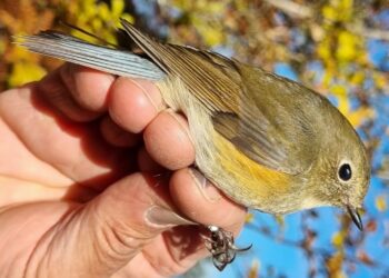 Grandi emozioni a Bocca Caset: nelle reti una femmina di codazzurro