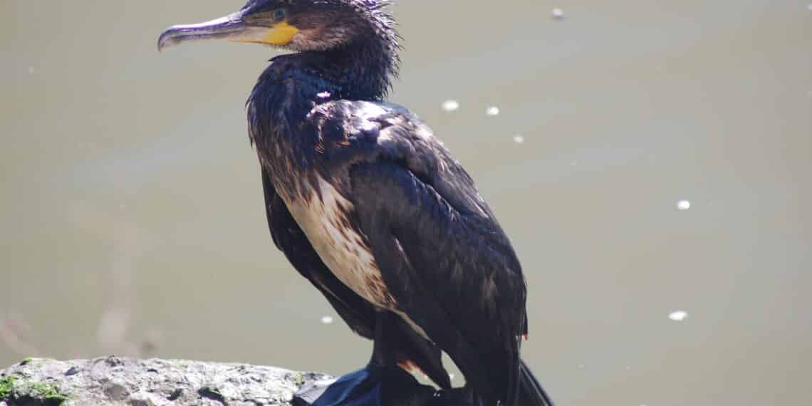 TAR Trento boccia ricorso animalista: abbattimento cormorani può proseguire