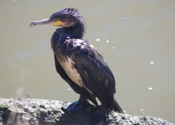 TAR Trento boccia ricorso animalista: abbattimento cormorani può proseguire