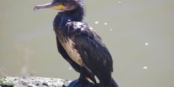 TAR Trento rejects animal rights appeal: cormorant culling can continue