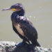 TAR Trento boccia ricorso animalista: abbattimento cormorani può proseguire