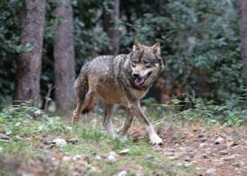 Vicenza, agricoltura in ginocchio per colpa di cinghiali e lupi