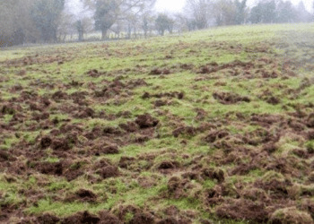 Coldiretti Asti: “Da gennaio a ottobre +70% per i danni causati da ungulati”