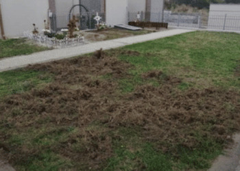 I cinghiali non risparmiano neanche chi non c’è più: danni al cimitero di Sacrofano (Roma)