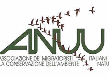 Emergenza cinghiali in Ciociaria, ANUU chiede abbattimenti
