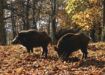 Piano di controllo del cinghiale, novità dalla Regione Toscana