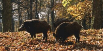 Piano di controllo del cinghiale, novità dalla Regione Toscana
