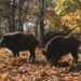 Piano di controllo del cinghiale, novità dalla Regione Toscana
