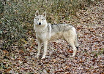 Allevavano lupi ibridi, la pubblica accusa chiede un anno di reclusione