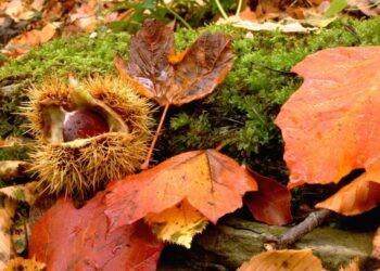 Ravenna, raccolta castagne a rischio per i cinghiali provenienti dalla Toscana