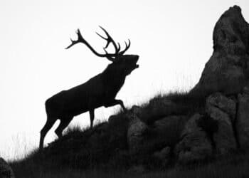 Verbano, abbatte cervo in oasi protetta: denunciato dai cacciatori