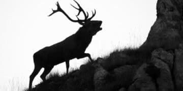 Verbano, abbatte cervo in oasi protetta: denunciato dai cacciatori