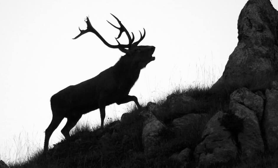 Verbano, abbatte cervo in oasi protetta: denunciato dai cacciatori