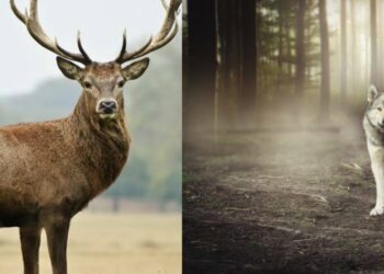 I lupi stanno allontanando i cervi dall’Altopiano del Cansiglio: da 3mila a 200 in dieci anni