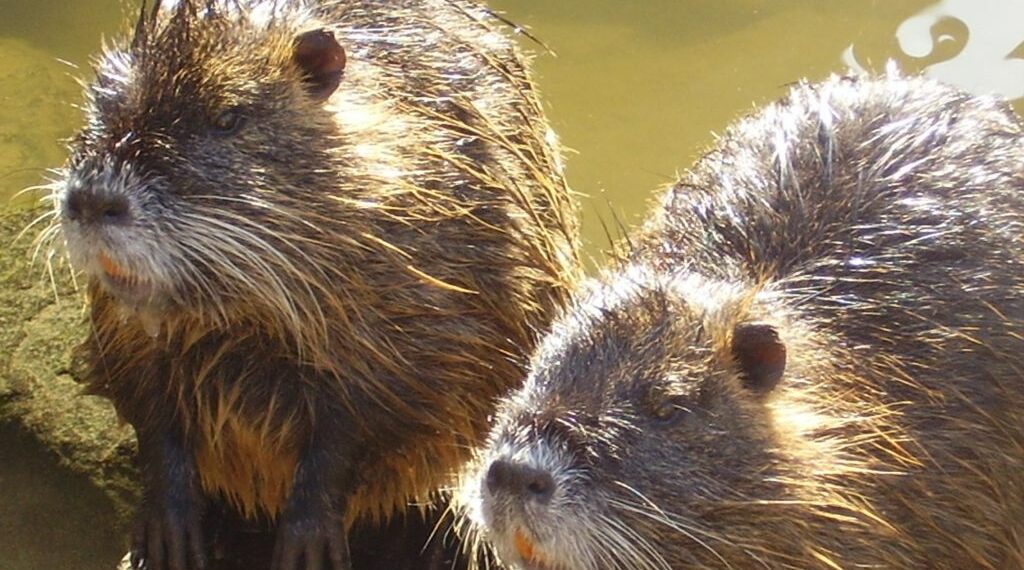 La LAV insiste noiosamente su sterilizzazione e contraccettivi per le nutrie