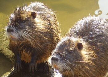 La LAV insiste noiosamente su sterilizzazione e contraccettivi per le nutrie