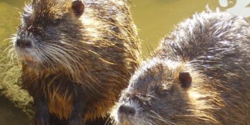 La LAV insiste noiosamente su sterilizzazione e contraccettivi per le nutrie