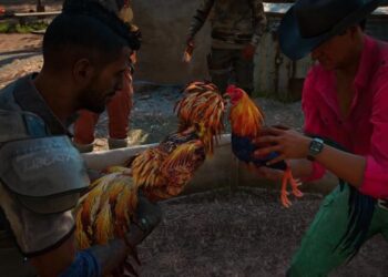 Animalisti sul piede di guerra per un videogioco con galli da combattimento