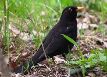 Aggiornamento del calendario venatorio lombardo: modifiche operative da oggi