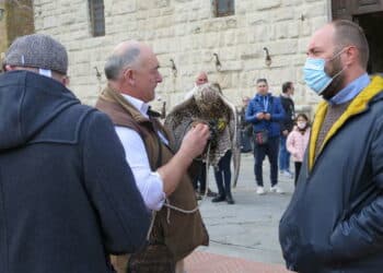 A Montepulciano arrivano i falchi per frenare l’invasione dei piccioni