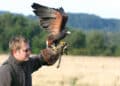 Falconeria