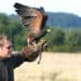 Falconeria