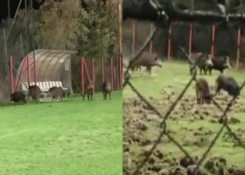 Molise, cinghiali mettono in fuga i giocatori e devastano campo sportivo