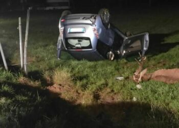 Feltre, cervo fugge dai lupi e finisce travolto da un’auto: impatto tremendo