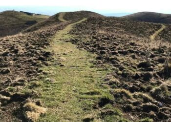 Cinghiali e danni alle colture, Coldiretti Valdobbiadene: “La misura è colma”