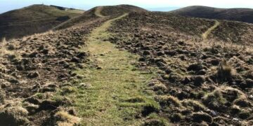 Cinghiali e danni alle colture, Coldiretti Valdobbiadene: “La misura è colma”