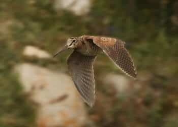Caccia in Sicilia, i dettagli delle ultime modifiche al calendario venatorio 2021-2022