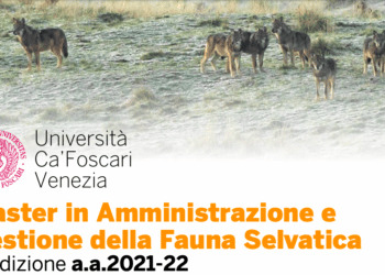 Università Ca’ Foscari, aperte iscrizioni al master 2021-2022 per gestione fauna selvatica