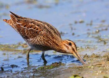 Libera Caccia, nel Pavese si è svolto il sesto Campionato Italiano su beccaccini