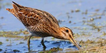 Libera Caccia, nel Pavese si è svolto il sesto Campionato Italiano su beccaccini