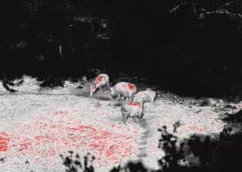 Burris BTH 50 | Visore Termico Monoculare