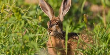 Federcaccia Brescia, il caso lepre e la chiusura del 15 novembre