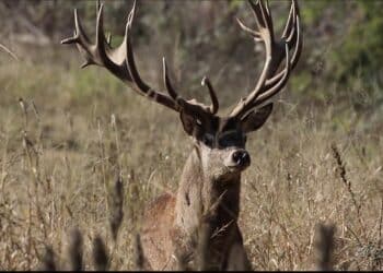 Tenuta Bonicelli. A caccia di maestosi ungulati in Piemonte…