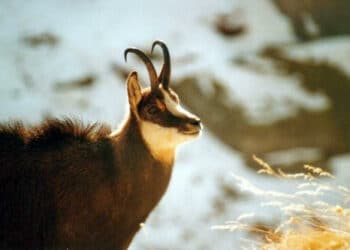 Caccia, a Treviso un corso di formazione per selecontrollori