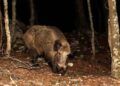 Liguria, nella Valle del Tempo sono spariti cinghiali e lupi dopo l’apertura della caccia