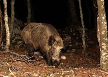 Liguria, nella Valle del Tempo sono spariti cinghiali e lupi dopo l’apertura della caccia