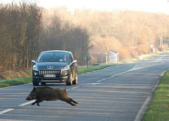 In Provincia di Asti stanno aumentando gli incidenti causati dai cinghiali